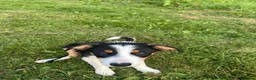 Border Collie dogs for sale: Border collie puppy female  - Advert 4