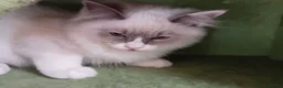 Ragdoll cats for sale: 2 Bio female ragdoll kittens ready now. - Advert 9