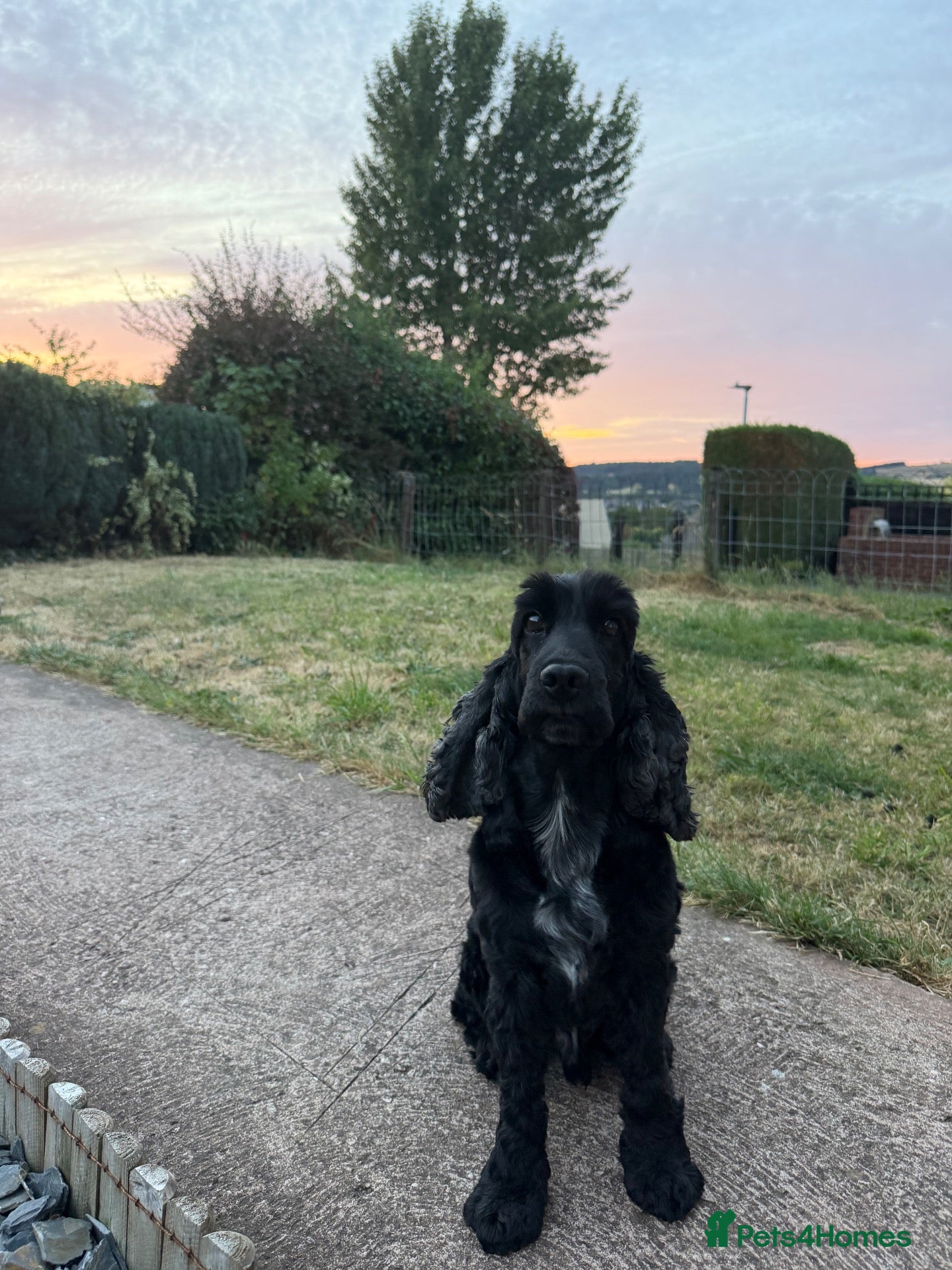 Cocker Spaniel dogs Show Cocker to Stud - Advert 1