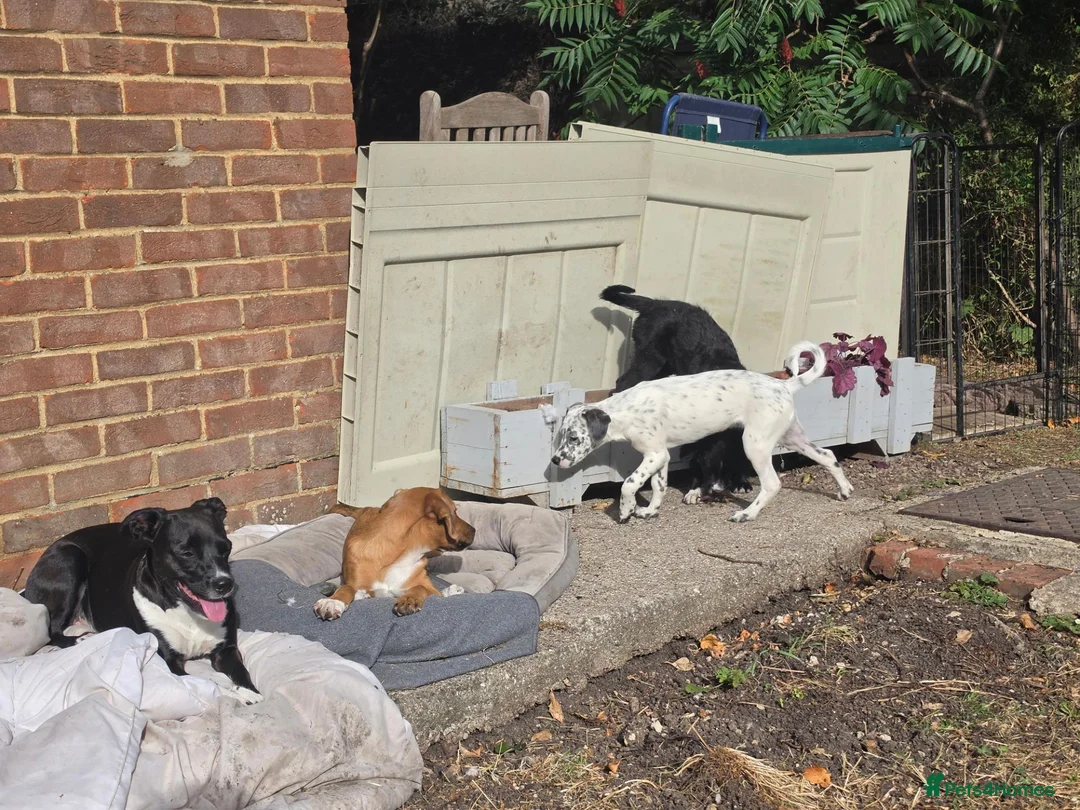 Mixed Breed dogs for sale: Beautiful female puppy 4 months - Advert 2