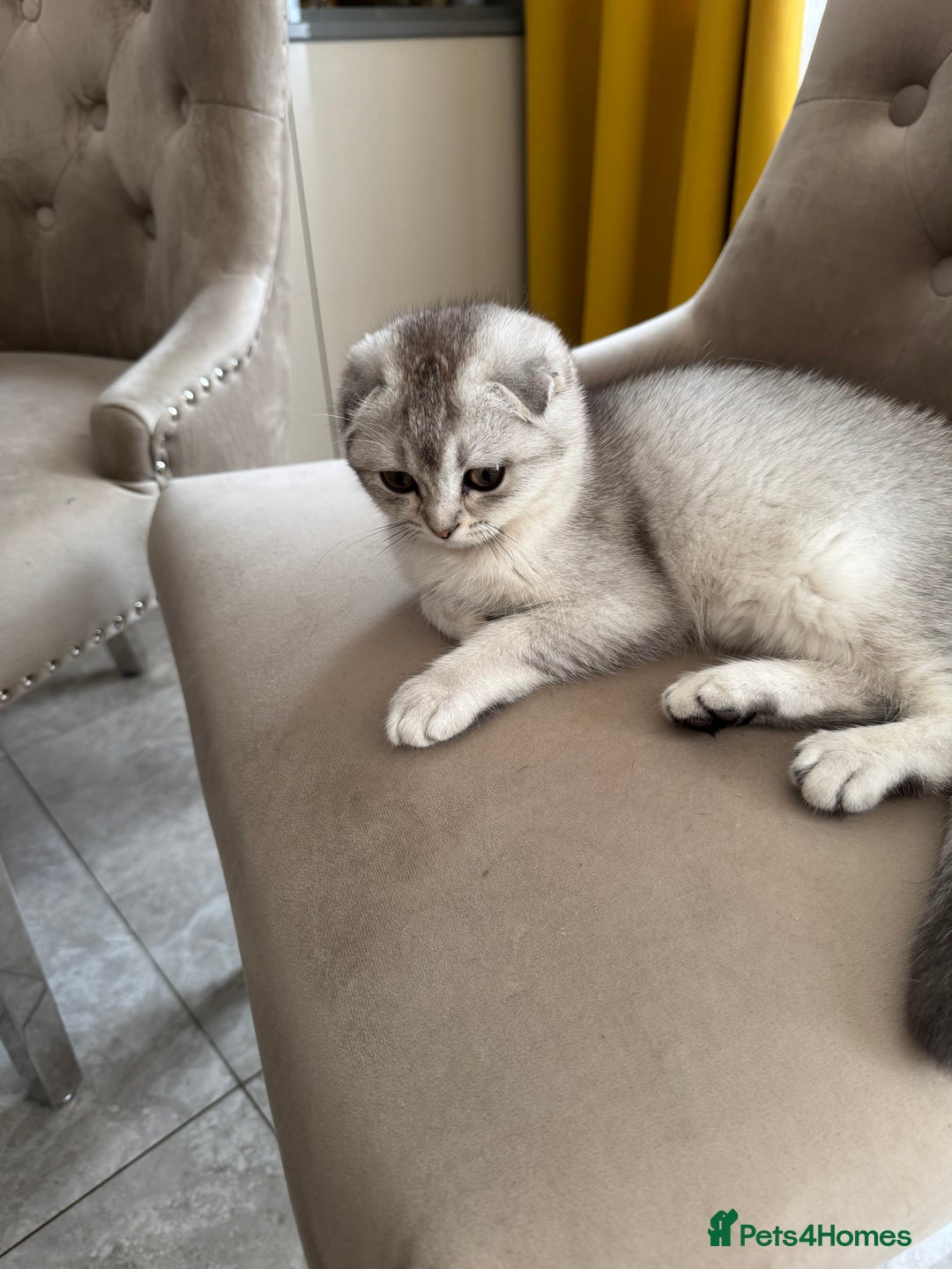 Scottish Fold cats for sale: Adorable Pure Scottish Fold Chinchilla Kittens in South Ockendon - Image 24