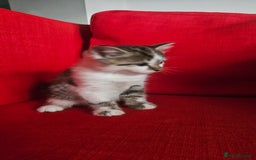 Domestic Shorthair cats for sale: Male and female  - Image 13