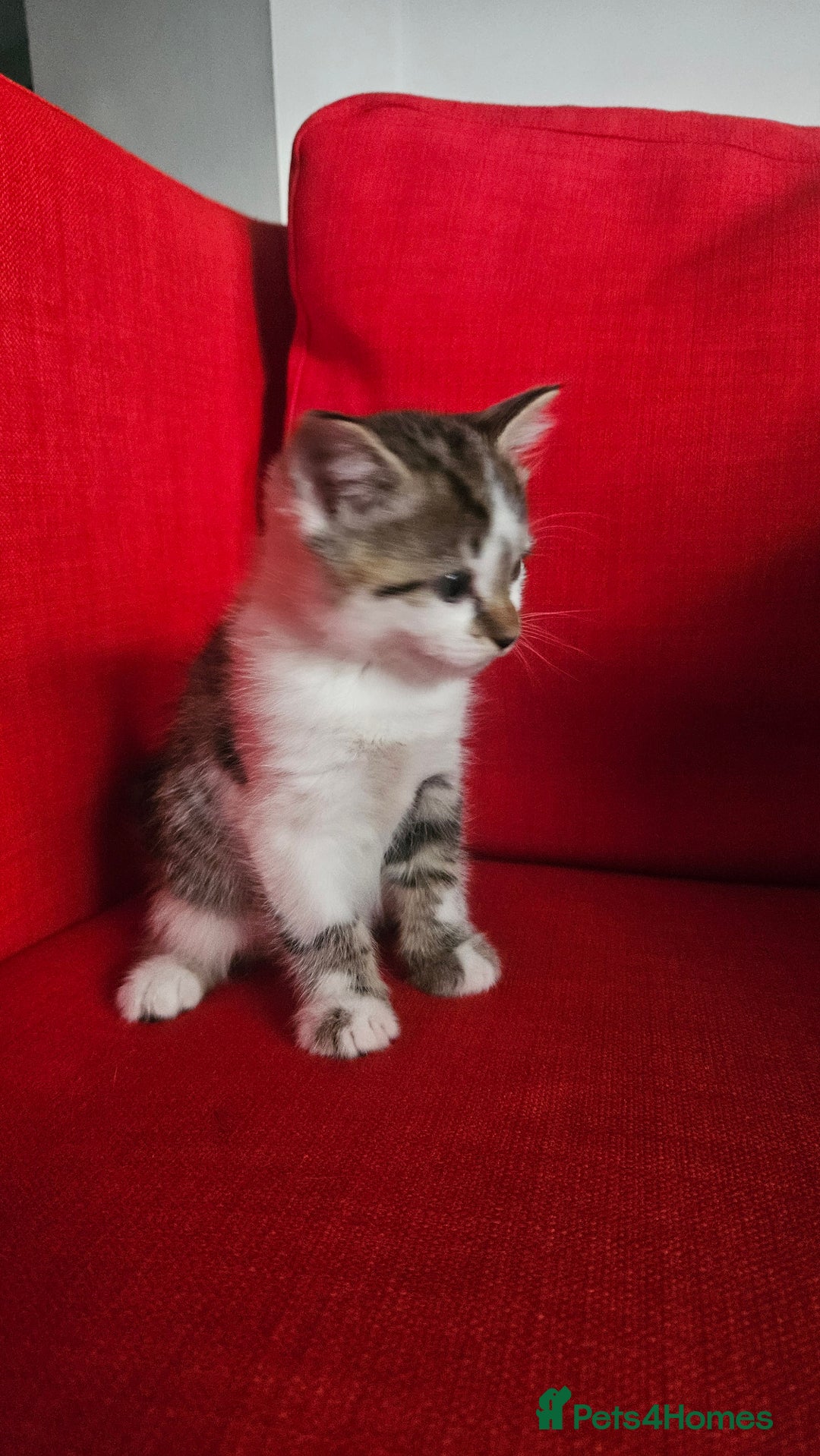 Domestic Shorthair cats for sale: Male and female  - Image 13