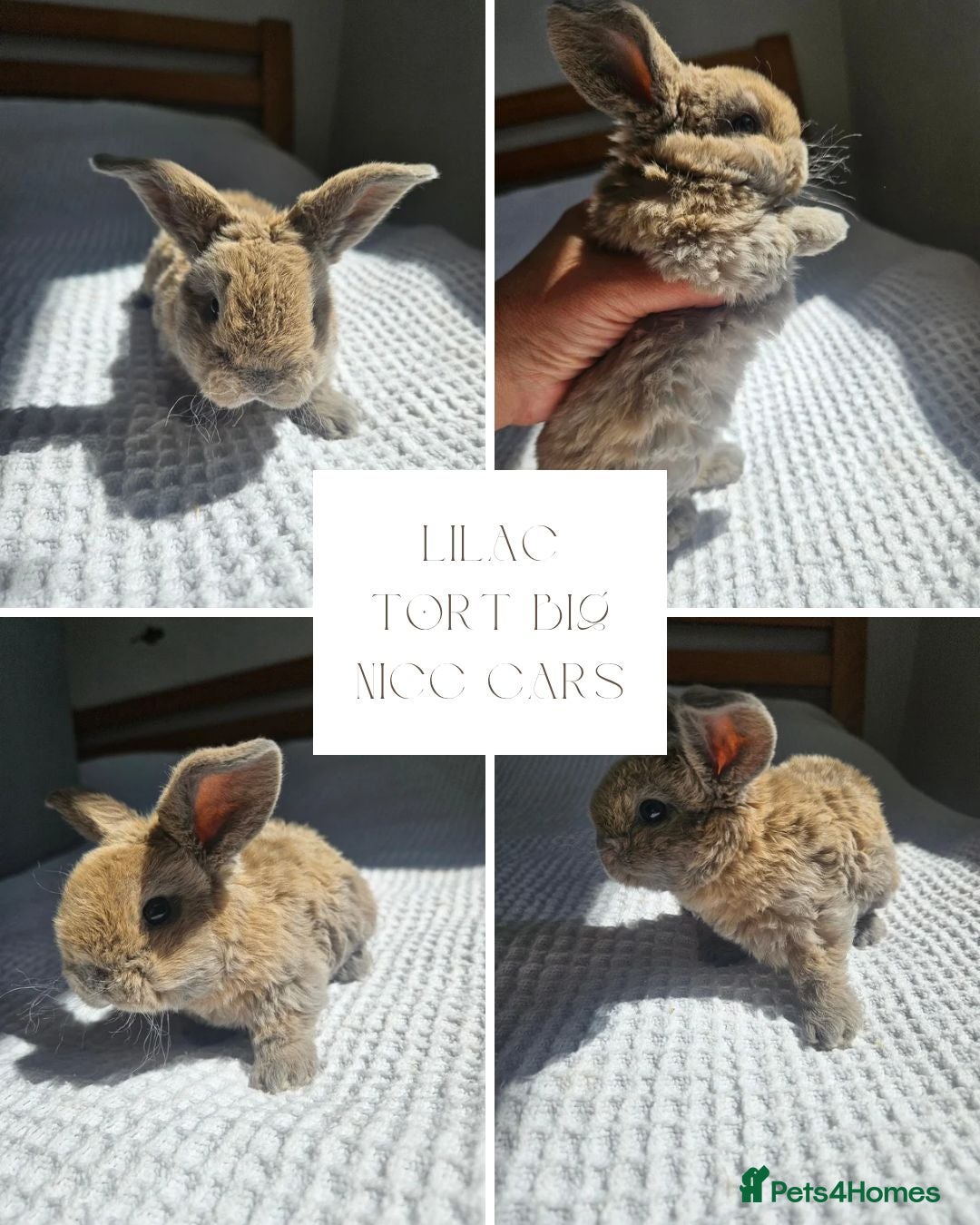 Mini Lop rabbits Mini Plush Lop Fairy Litter  - Suffolk - Advert 1