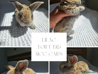 Mini Lop rabbits for sale: Mini Plush Lop Fairy Litter - Suffolk - Advert 3
