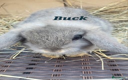 Mini Lop rabbits for sale: Two Mini Lop Baby Boys – Ready for Loving Homes - Image 1