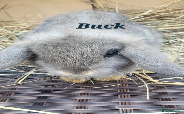 Mini Lop rabbits - Advert 15