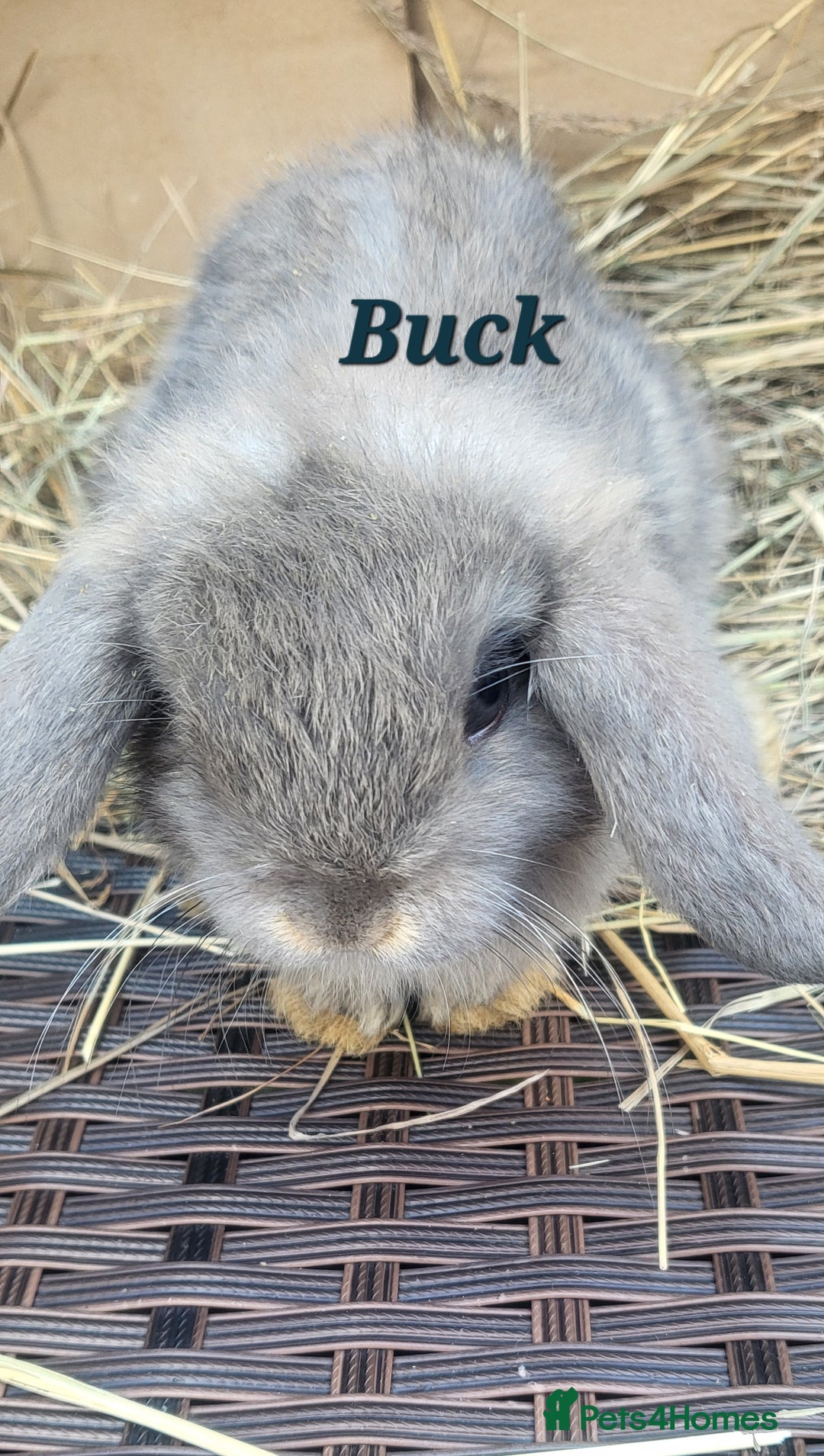 Mini Lop rabbits for sale: Two Mini Lop Baby Boys – Ready for Loving Homes - Image 1