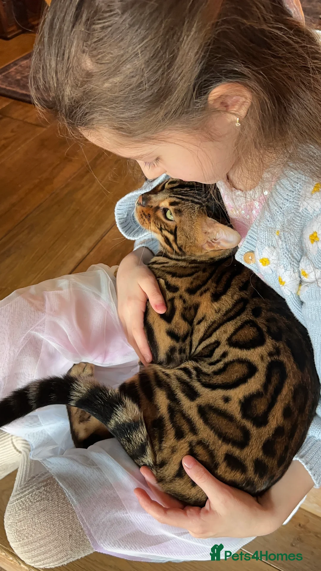Bengal cats for sale: Looking for a loving forever home for Rusik - Advert 8