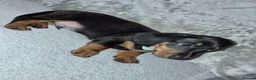 Miniature Dachshund dogs for sale: Adorable miniature dashounds. - Advert 5