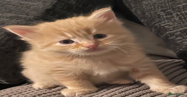 Mixed Breed cats - Advert 8