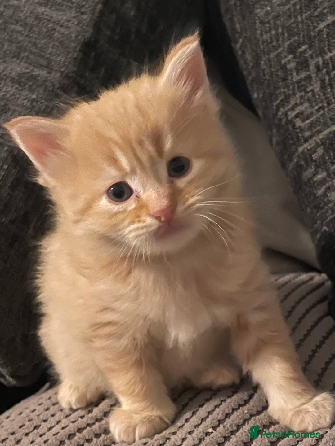 Mixed Breed cats for sale: 3/4 ragdoll kittens available  - Image 2