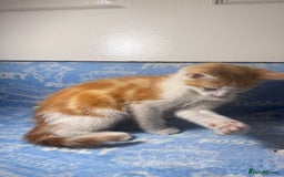 Mixed Breed cats for sale: 3 Lovely Kittens - Image 8