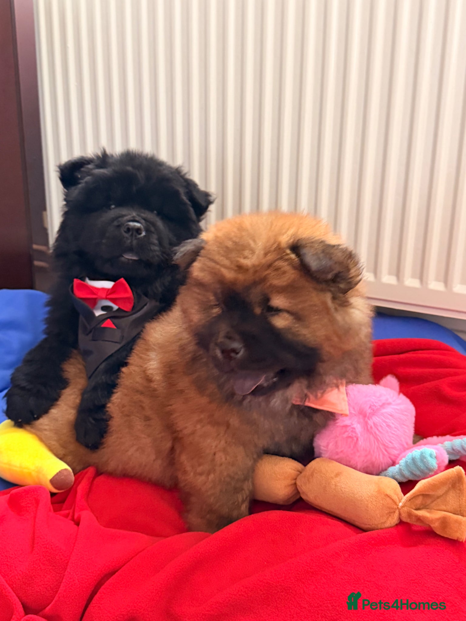 Chow Chow dogs for sale: Fluffy bears ready to go ❤️ in Lampeter - Advert 6