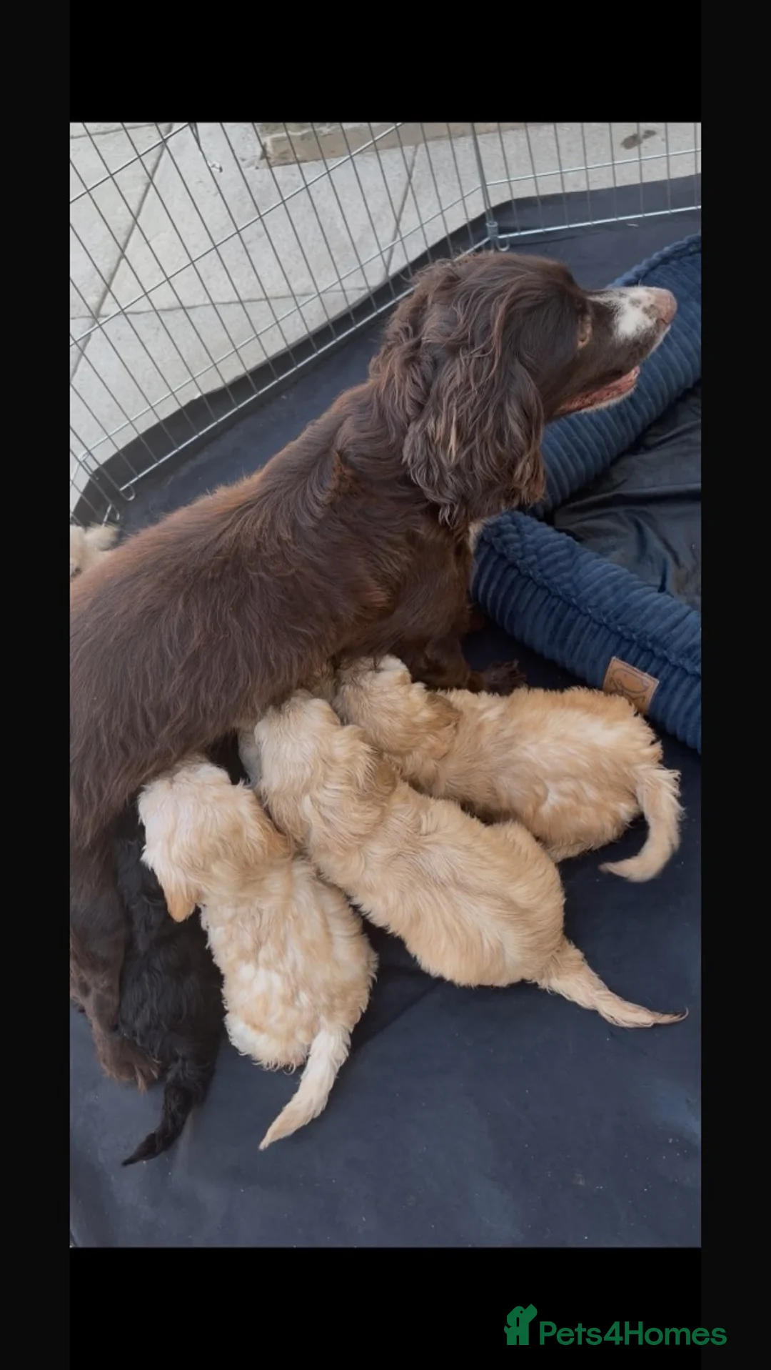 Cockapoo dogs for sale: Miniature cockapoo s in Chippenham - Advert 1