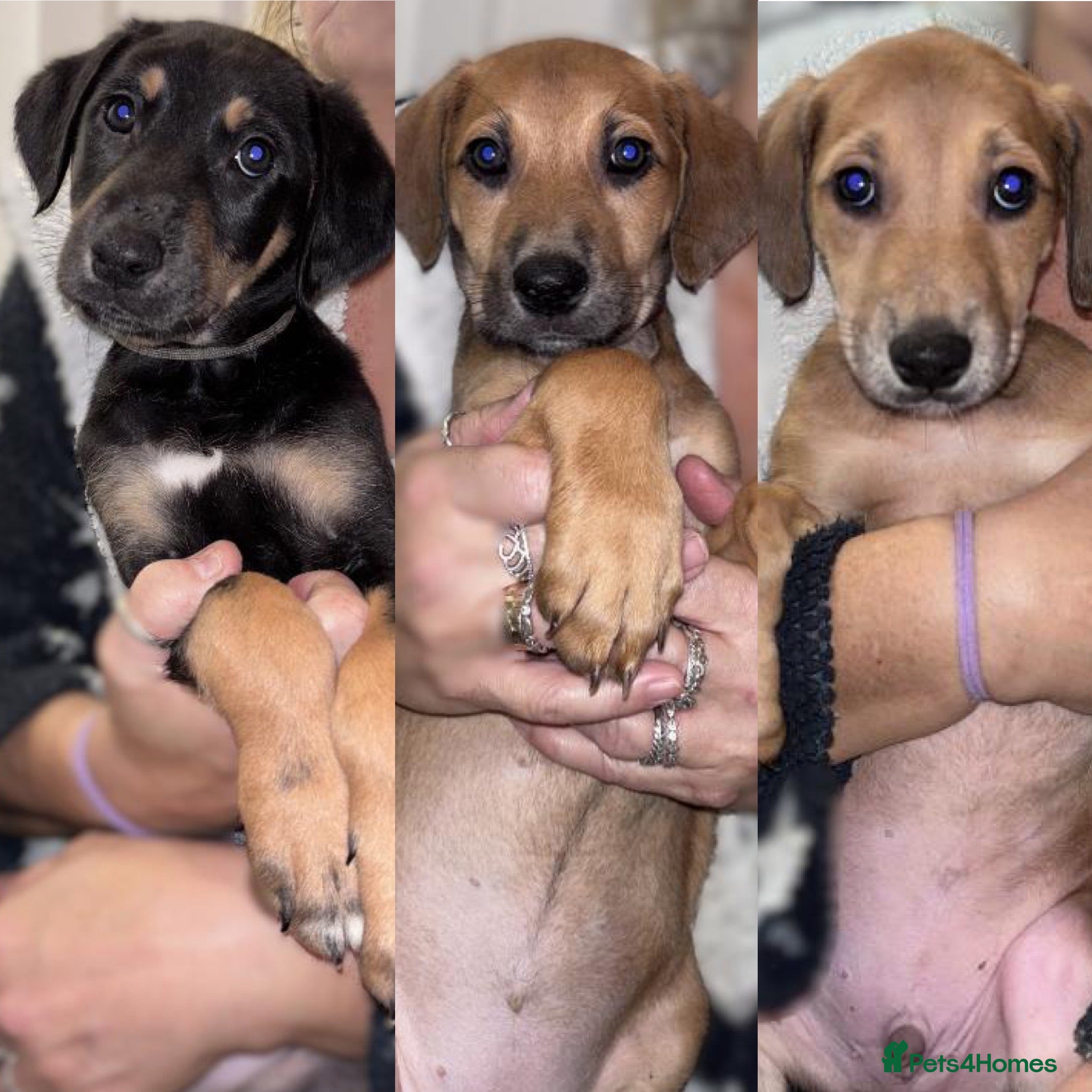 Mixed Breed dogs SalukiX⭐️ ONLY 3 Left ! READY TO GO  - Advert 4