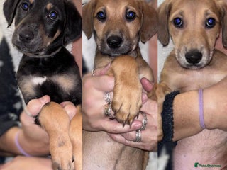 Mixed Breed dogs SalukiX⭐️ ONLY 3 Left ! READY TO GO - Advert 2