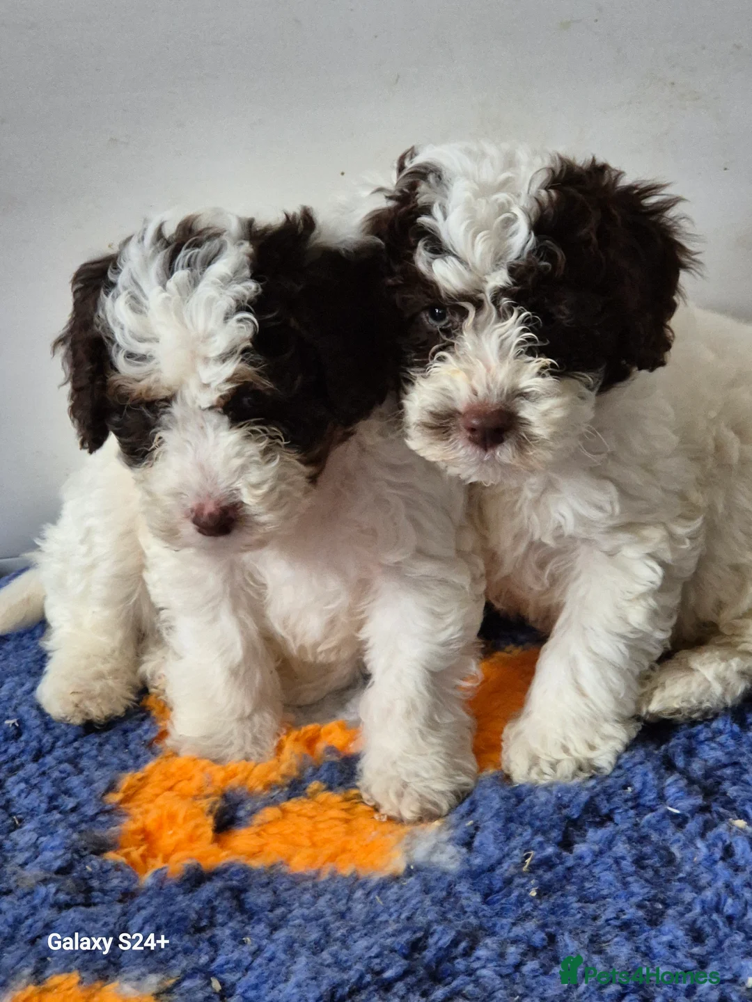 Cockapoo dogs for sale: F1b cockapoo puppys in Durham - Advert 1