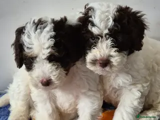 Cockapoo dogs F1b cockapoo puppys - Advert 1