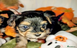 Yorkshire Terrier dogs for sale: 4 week old miniature Yorkshire terriers, 7 males  - Image 18