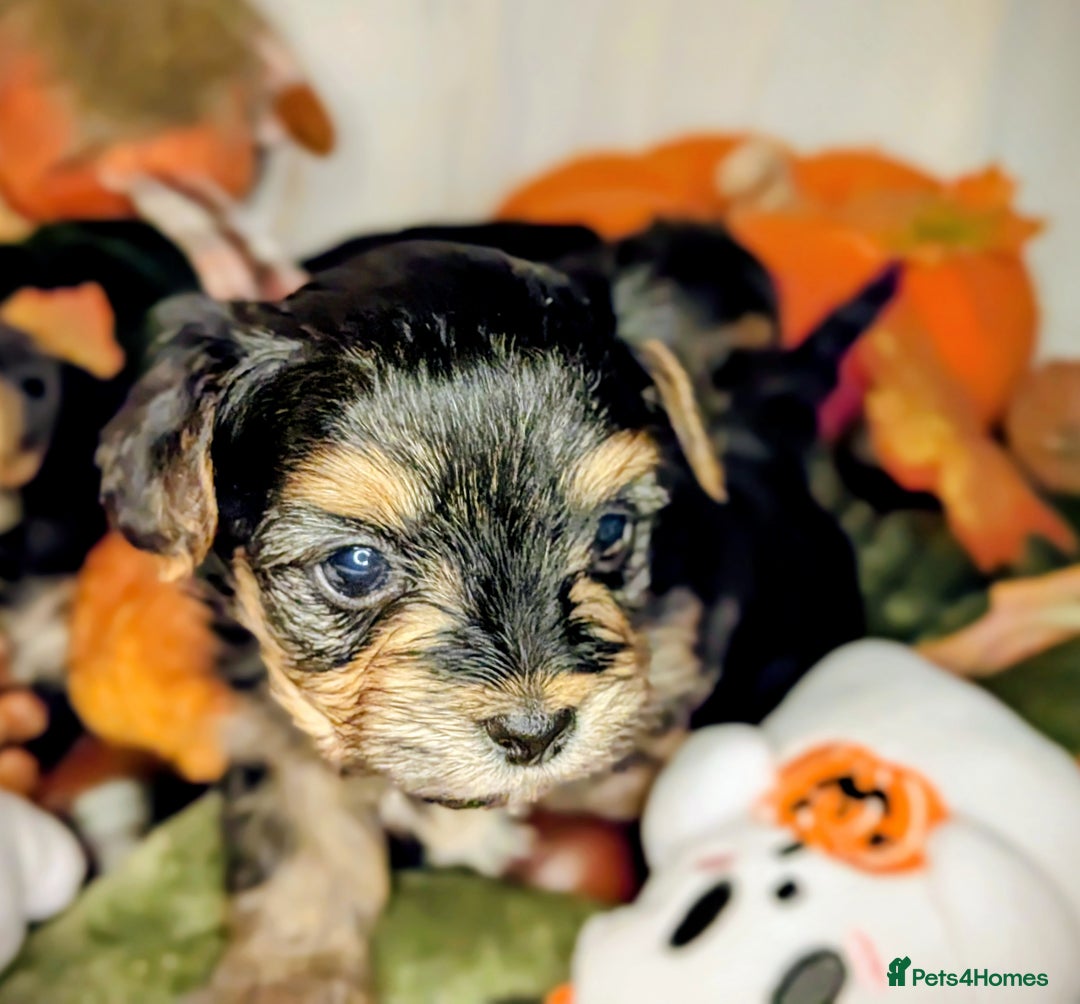 Yorkshire Terrier dogs for sale: 4 week old miniature Yorkshire terriers, 7 males  - Image 18