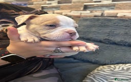 American Bully dogs for sale: 🐾 ABKC Registered Micro/Pocket Bully Puppies! 🐾 - Image 18