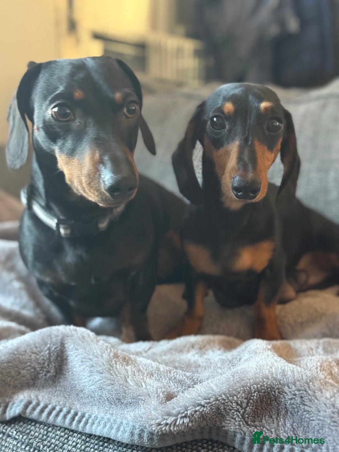 Dachshund dogs for stud: Dachshund for stud  in Heywood - Image 9