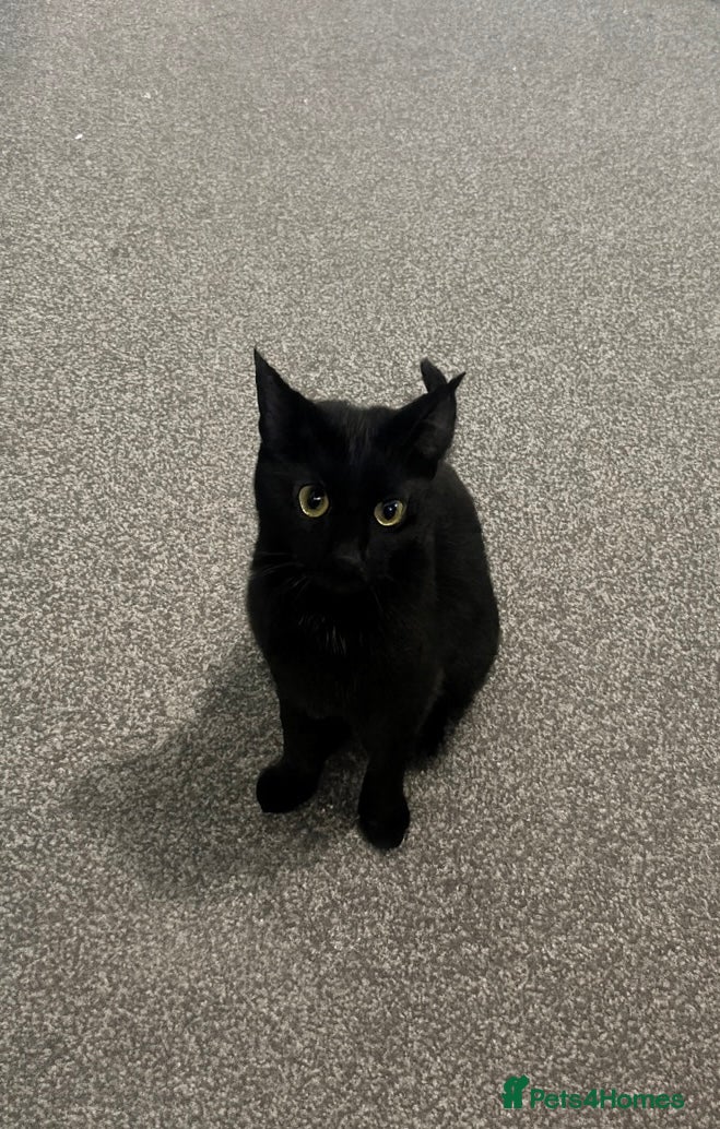 Mixed Breed cats Black Tabby looking for forever home  - Advert 1
