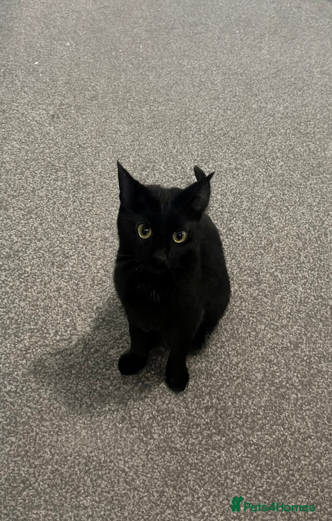 Mixed Breed cats for sale: Black Tabby looking for forever home  - Advert 1