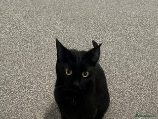 Mixed Breed cats Black Tabby looking for forever home - Advert 1