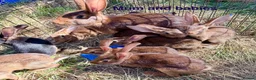 Belgian Hares rabbits for sale: 2 beautiful male Belgian hares ready babies  - Advert 9