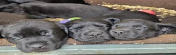 Labrador Retriever dogs for sale: Beautiful Labrador puppies  - Advert 6
