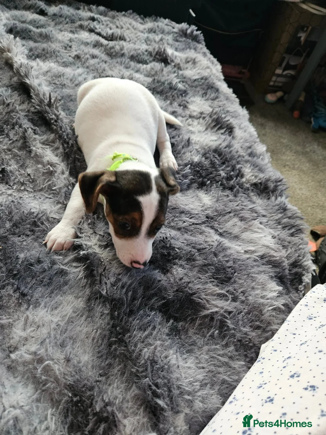 Jack Russell dogs for sale: Jack russel puppies in Leeds - Advert 27