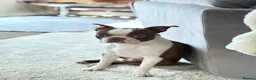 Boston Terrier dogs for stud: *KC registered proven red & white male for stud ** - Advert 2