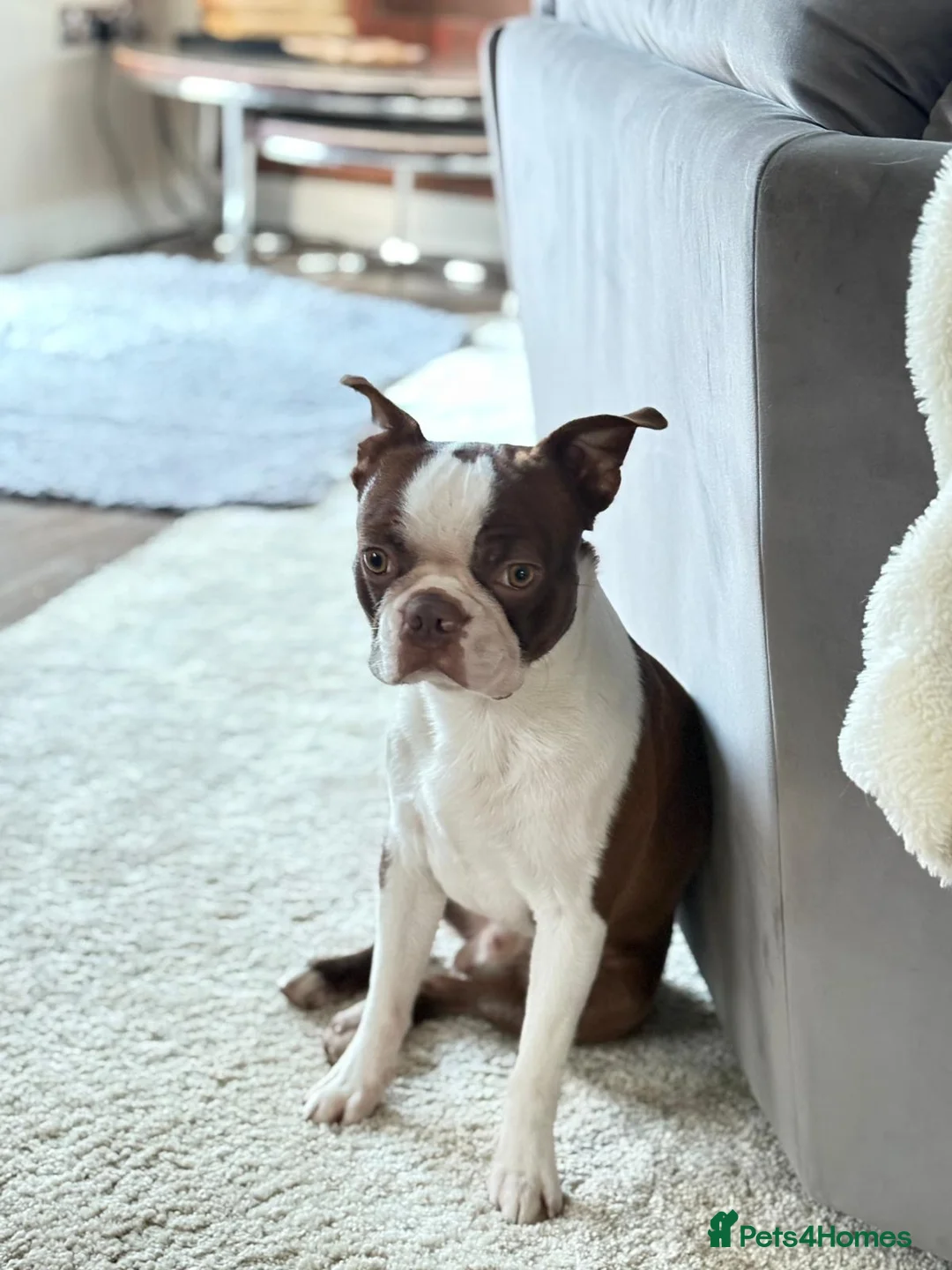 Boston Terrier dogs for stud: *KC registered proven red & white male for stud ** - Advert 2