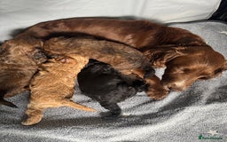 Cockapoo dogs for sale: Beautiful Cockapoos Full Health Tested  - Image 10