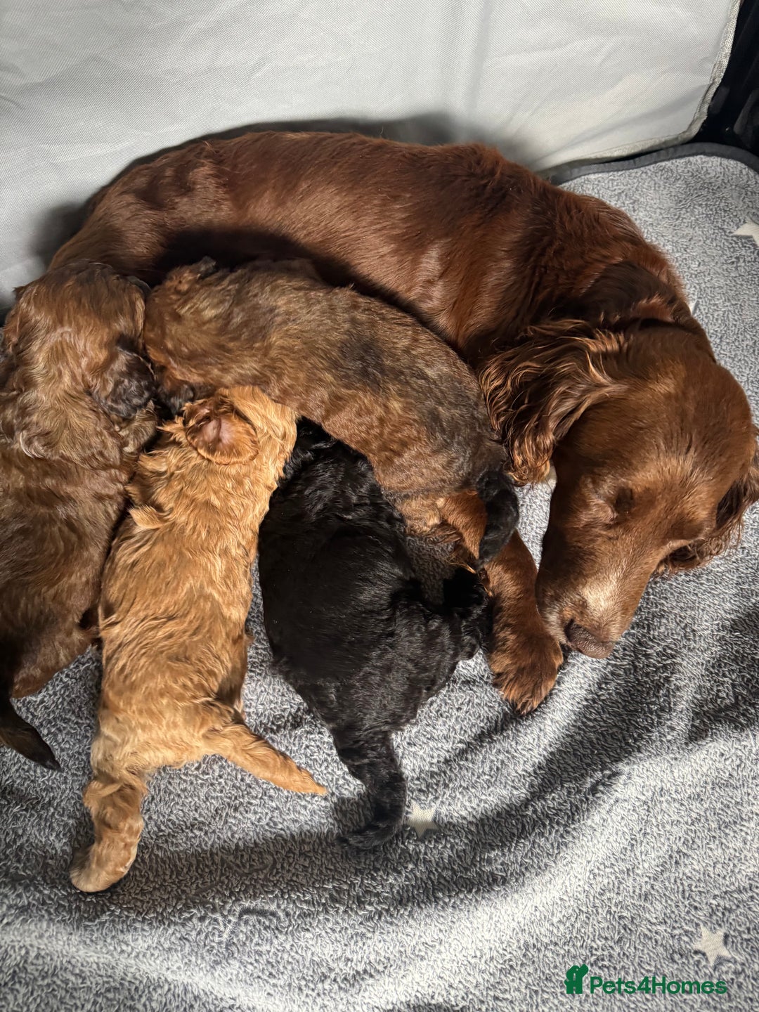 Cockapoo dogs for sale: Beautiful Cockapoos Full Health Tested  - Image 10