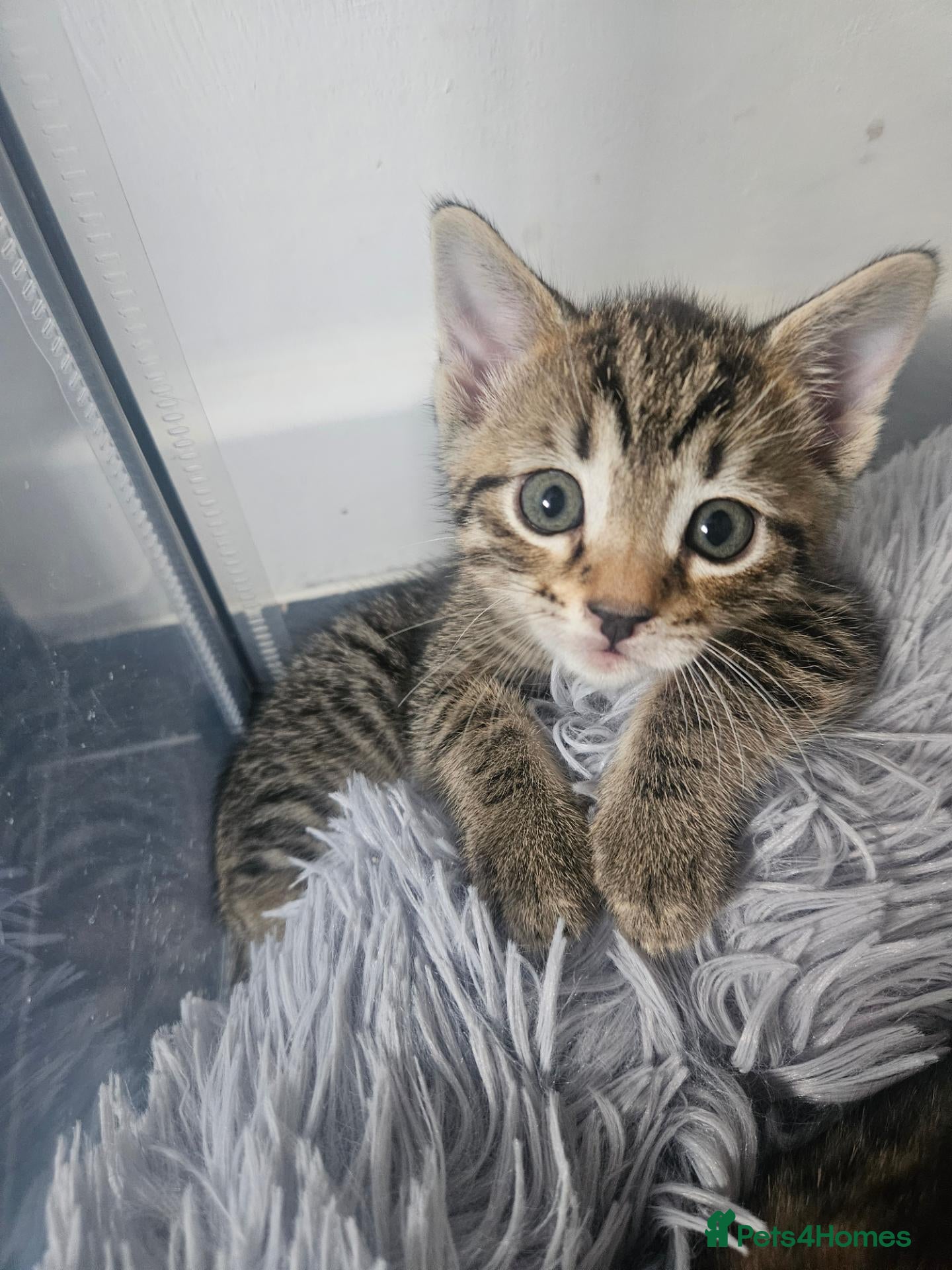 Mixed Breed cats Part bengal kittens. - Advert 16