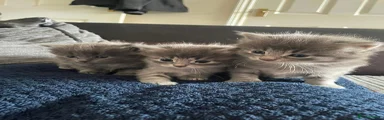  Kitten 1