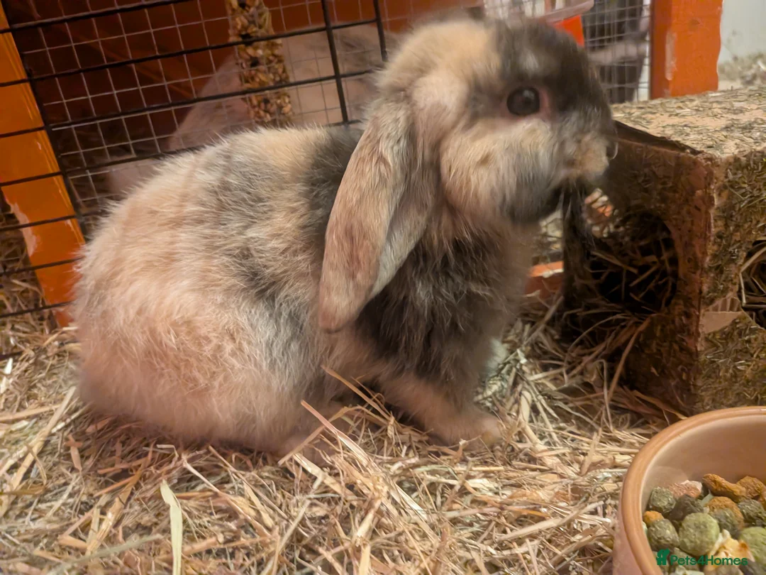 English Lop rabbits for sale: English lop price drop due to more been born  - Advert 2