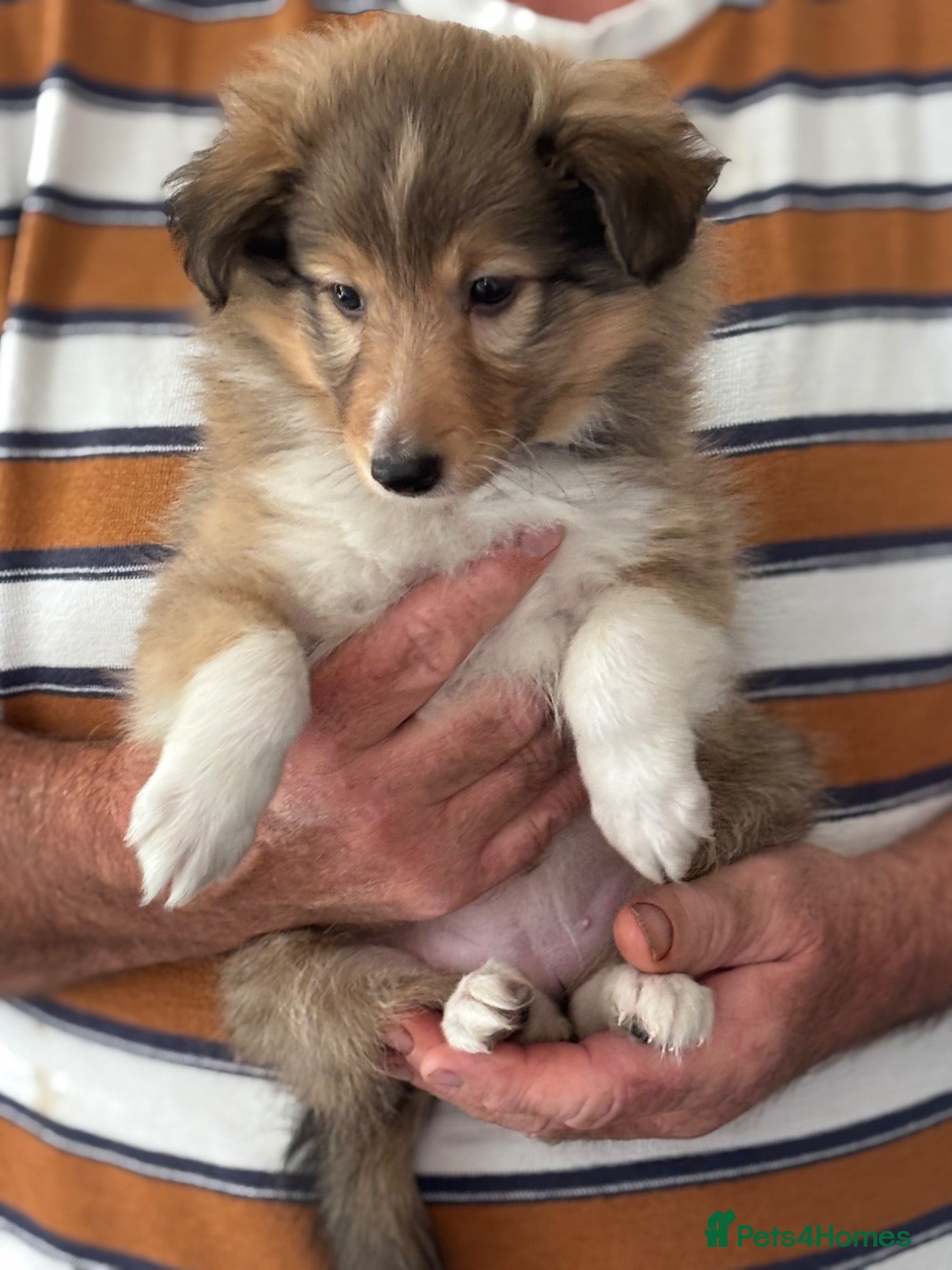 Shetland Sheepdog dogs Beautiful sable Shetland sheepdog puppies  - Advert 1