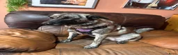 Mixed Breed dogs for adoption: Medium, F, loves people & dogs, great character! - Advert 7