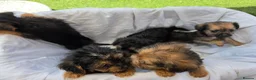 Mixed Breed dogs for sale: Borderpoo vet checked, 1st cross puppies - Advert 13