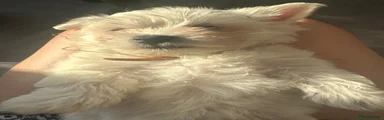 Maltese 1