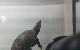Turtle reptiles for sale: Turtle and setup - Image 11