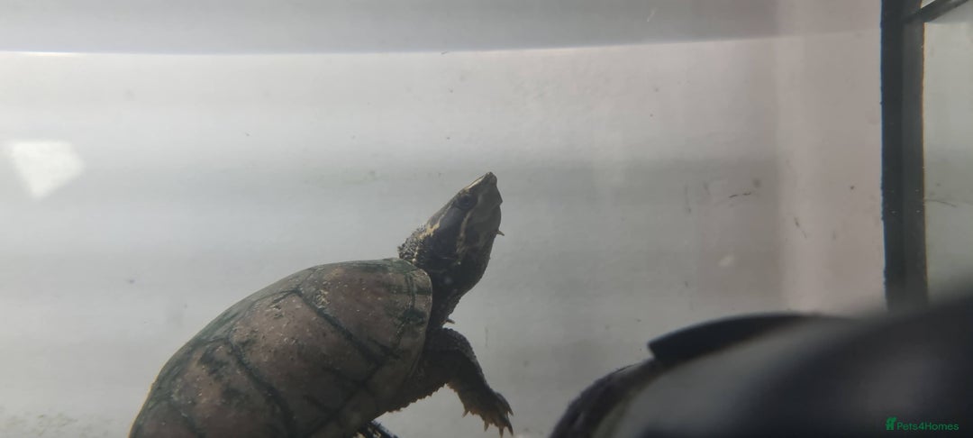 Turtle reptiles for sale: Turtle and setup - Image 11