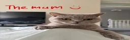 British Shorthair cats for sale: 🩷8 week old Lilac British Shorthair kitten🩷 - Advert 8