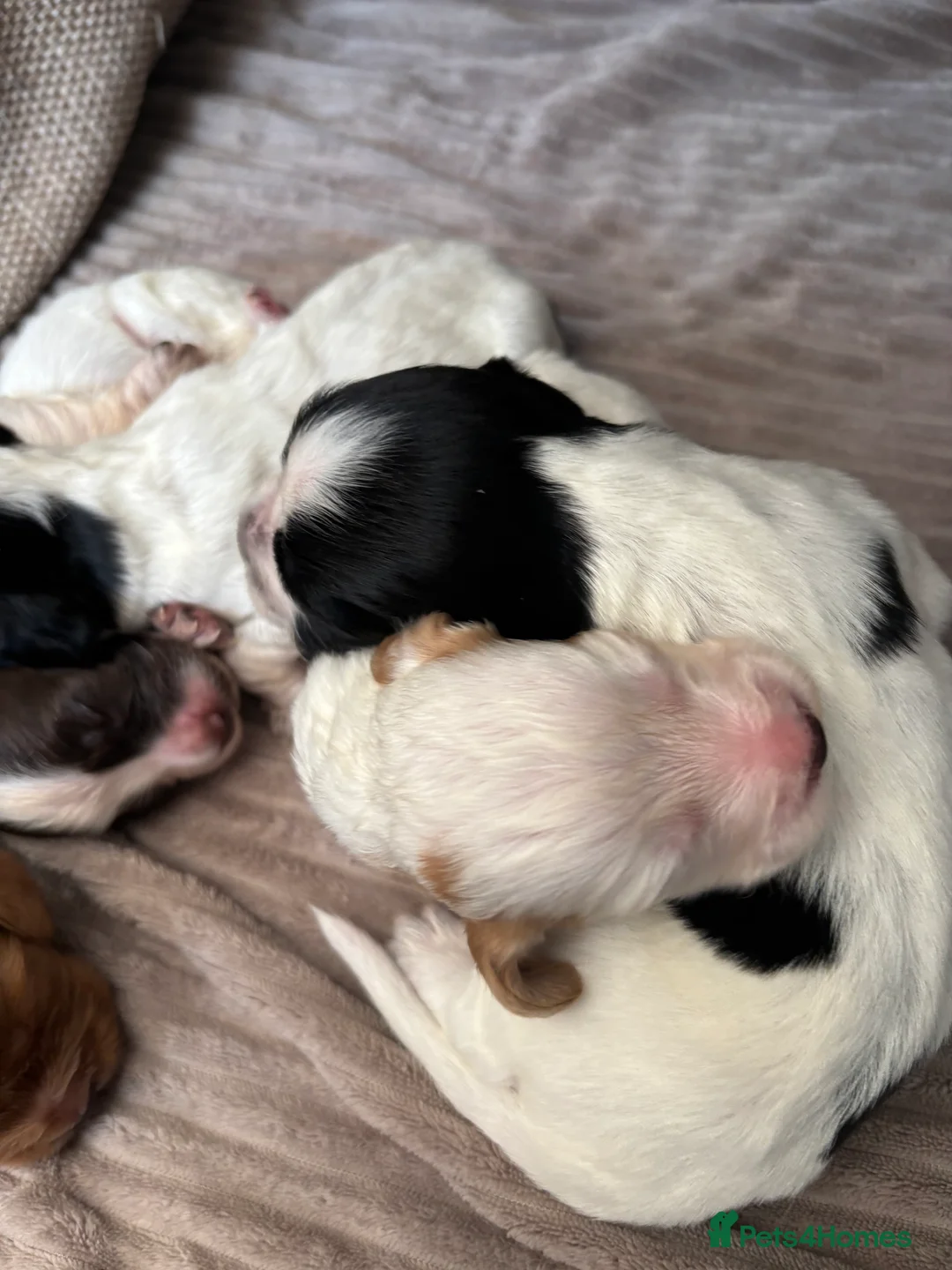 Cocker Spaniel dogs for sale: Working cocker spaniel puppies  - Advert 2