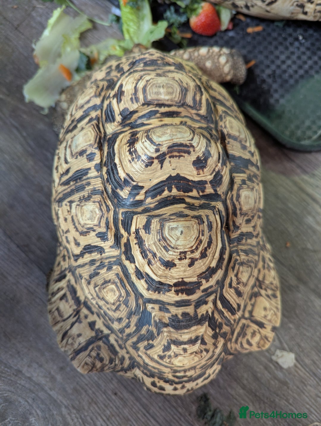 Tortoise reptiles for sale: Breeding pr leopard tortoises. 24 yrs old. Gravid - Image 4