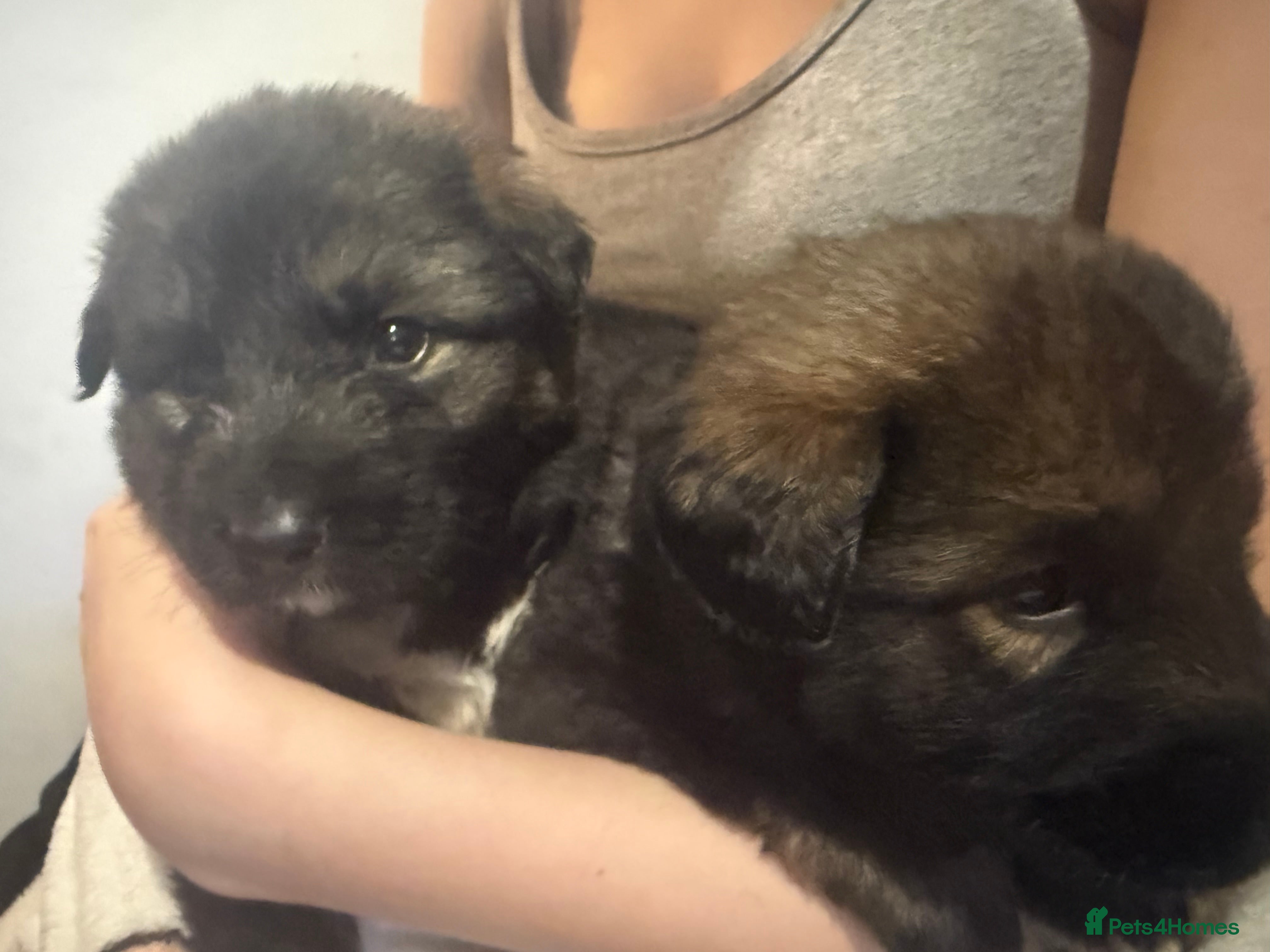 Caucasian Shepherd Dog dogs for sale: Caucasian shepherd puppies  - Advert 2